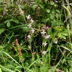 Small-flowered Catchfly thumbnail 1