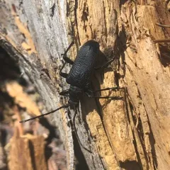 Neanthophylax tenebrosus thumbnail 4