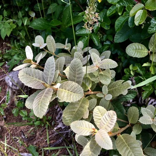 Tanoak