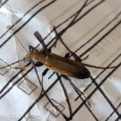 Wharf Borer thumbnail 1