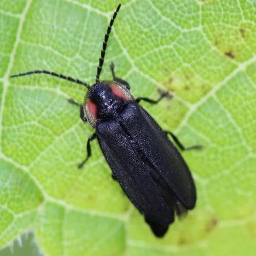 Dark Firefly