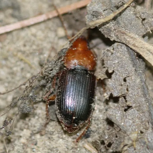 Red-headed Ground Beetle