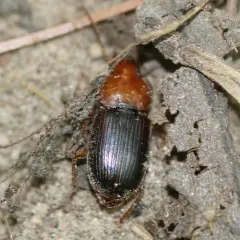 Red-headed Ground Beetle thumbnail 1