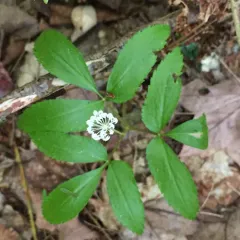 dwarf ginseng thumbnail 3