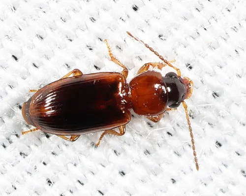 Impoverished Harp Ground Beetle