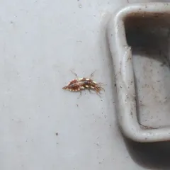 Red-lipped Green Lacewing thumbnail 3