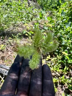 Changeable phacelia thumbnail 4