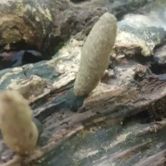 Dead Moll's Fingers thumbnail 4