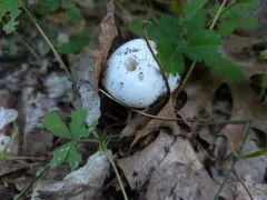 Great Felt Skirt Destroying Angel thumbnail 4