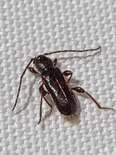 Phymatodes aeneus thumbnail 3
