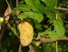 Puccinia alnetorum thumbnail 4