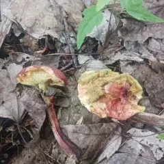 Red-cracking Bolete thumbnail 4