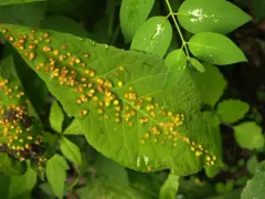 Phylloxera caryaefallax thumbnail 3