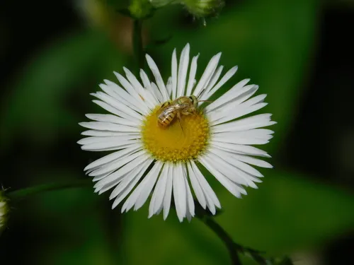 Bee Balm Fairy Bee