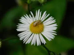 Bee Balm Fairy Bee thumbnail 1