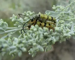 Typocerus balteatus thumbnail 2