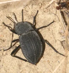 Stenomorpha opaca thumbnail 1