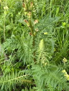 giant lousewort thumbnail 4