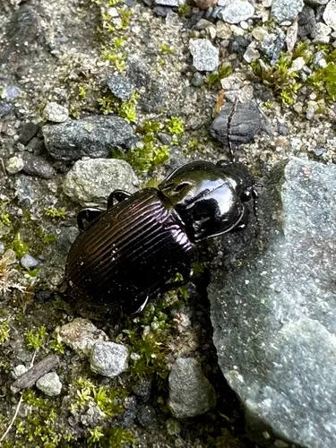 Myas coracinus