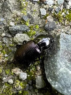 Myas coracinus thumbnail 1