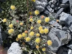 Cliff Buckwheat thumbnail 2