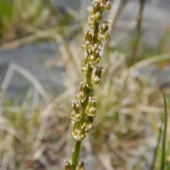 common arrowgrass thumbnail 3