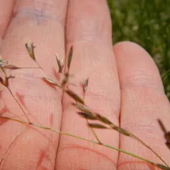 tufted hair grass thumbnail 2