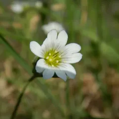 field chickweed thumbnail 3