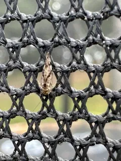 Trichadenotecnum majus thumbnail 4