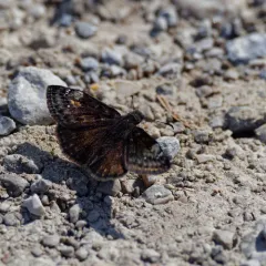 Columbine Duskywing thumbnail 4