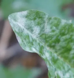 Podosphaera erigerontis-canadensis thumbnail 3