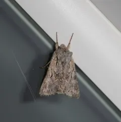 Lacinipolia patalis thumbnail 3