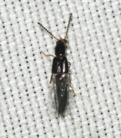 Neobisnius sobrinus thumbnail 2