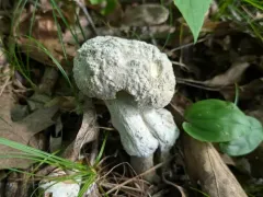 Hypomyces chlorinus thumbnail 3
