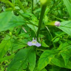 sharpwing monkeyflower thumbnail 4