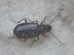 Platypatrobus lacustris thumbnail 3