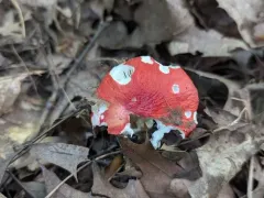 Russula pseudopeckii thumbnail 3