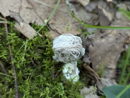 Cladobotryum obconicum