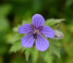 woolly cranesbill thumbnail 2