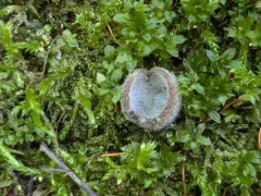 Hypomyces stephanomatis thumbnail 3
