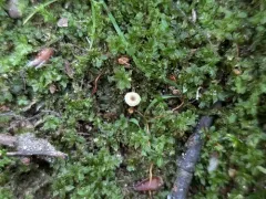 Collared Mosscap thumbnail 4