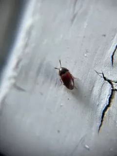 Pseudoholostrophus discolor thumbnail 1