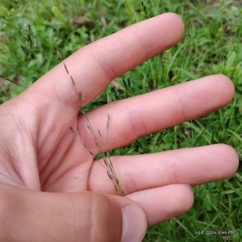 purple love grass