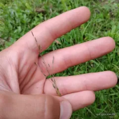 purple love grass thumbnail 1