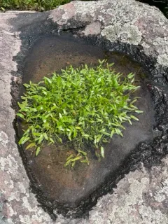 Blue Mudplantain thumbnail 1