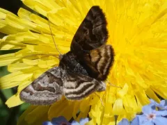 Banded Grass Moth thumbnail 4
