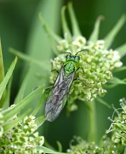 Pale Green-Tenthredo