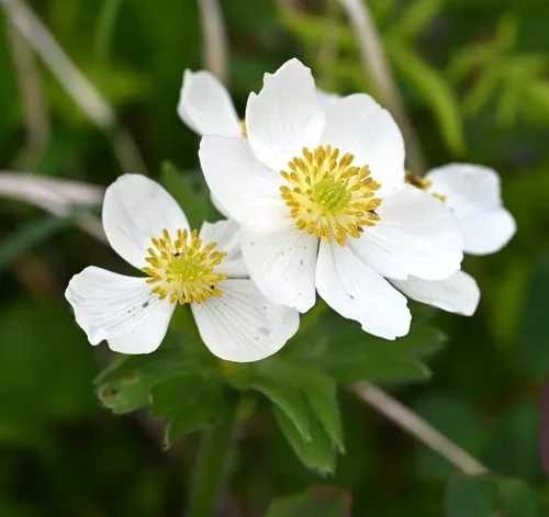 One-flowered anemone