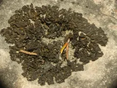 Jelly Flakes Lichen thumbnail 3