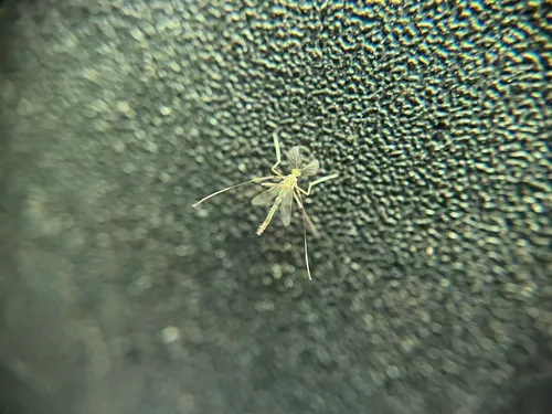 Stenochironomus cinctus